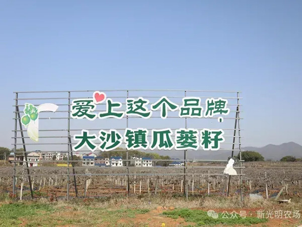 大沙镇发展壮大村集体经济暨瓜蒌籽产业发展